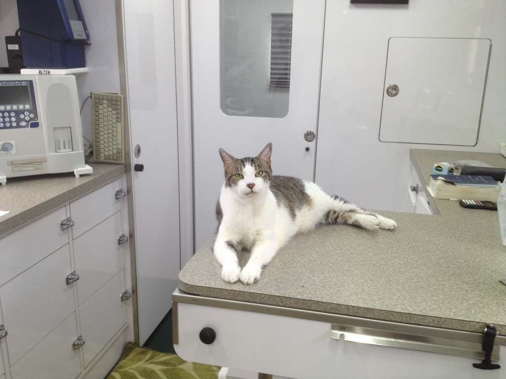 Cat awaiting his appointment